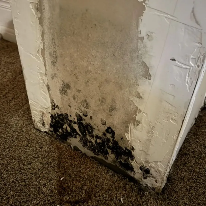 Professional Mold Removal in Fairfield County, SC